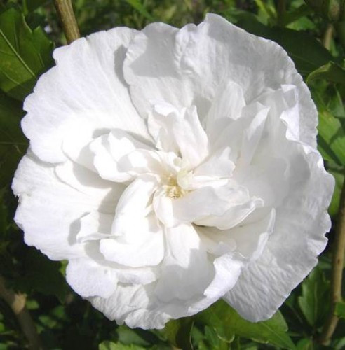 Гибискус сирийский Уайт Чиффон (в тубе)